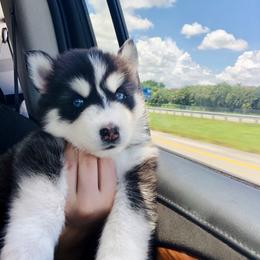 Maltese and Siberian Husky Puppies from Nyx’s Pack