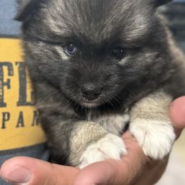 Dakota - Wolf sable female Pomsky puppy in Doon, Iowa from Luxury Pomsky