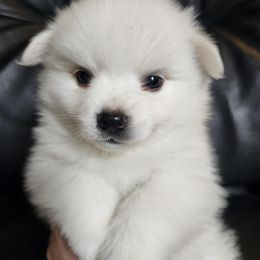 American Eskimo Dog Puppies from Little Bear Kennels