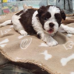 Shih Tzu Puppies from Kuddly Creatures