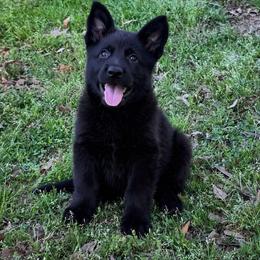 Purple Collar - Black female German Shepherd puppy in Casscoe, Arkansas from Crown H Shepherds