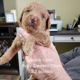 Black collar Ruby - Apricot female Goldendoodle puppy in Fairmount, Indiana from Capens' Doodles,Poodles and Poo's