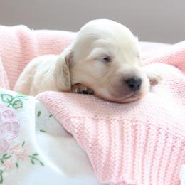 Girl 1 - Cream female Dachshund puppy in Laurel, Mississippi from Kissinger Dachshunds