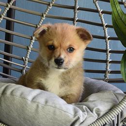 Girl 5 - Red Pembroke Welsh Corgi puppy in Gig Harbor, Washington from Pacific Northwest Pembroke Welsh Corgis