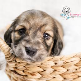 Boy 2 - Cream male Dachshund puppy in Laurel, Mississippi from Kissinger Dachshunds