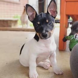 Teddy Roosevelt Terrier Puppies from Travelin' Man Terriers