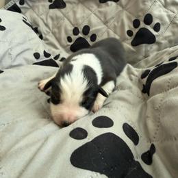 Firefly - Black tri-color female Australian Shepherd puppy in Ellensburg, Washington from Creekside Aussies