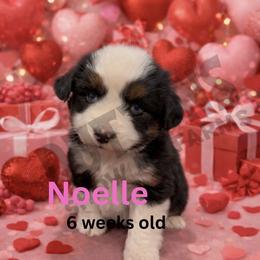 Noelle - Black tri female Miniature Australian Shepherd puppy in Oronogo, Missouri from Dutton's Show Me Farms