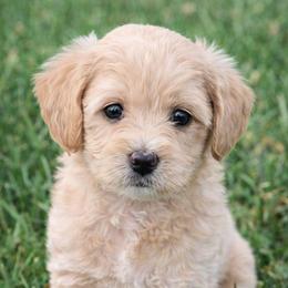 Daisy - Apricot female Goldendoodle puppy in Hendersonville, Tennessee from Ben's Best Buddy Goldendoodles