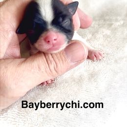 MILO - Black and white male Chihuahua puppy in Richmond, Virginia from Bayberry Chihuahuas