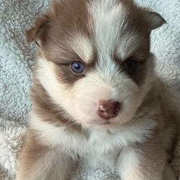 Chowder - Chocolate male Pomsky puppy in Mc Minnville, Oregon from West Coast Pomskies