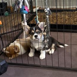Pembroke Welsh Corgi Puppies from S7 Corgis and Chaos