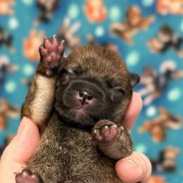 Kaguya - Red female Shiba Inu puppy in Marshall, Minnesota from Tobitatsu Shiba Inu