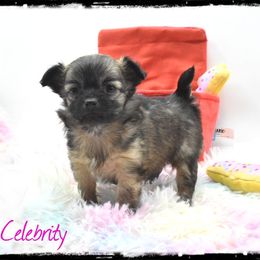Celebrity - Black sabled fawn female Chihuahua puppy in Demorest, Georgia from Sourpatch Chihuahuas