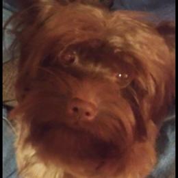 Mocha - Morkie