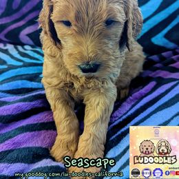 Seascape - Apricot male Goldendoodle puppy in Santa Cruz, California from Lu Doodles