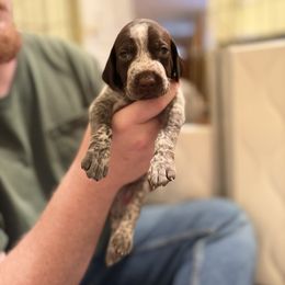 Light Pink - Liver and white female German Shorthaired Pointer puppy in Ash Flat, Arkansas from SmokePoint GSPs
