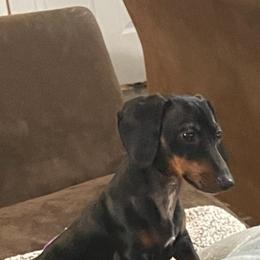Dachshund Puppies from Lee’s Legendary Lines