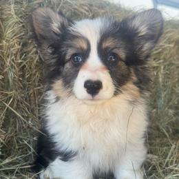 Jr (fluffy) - Black and tan male American Corgi puppy in East Oakdale, California from Rhettro Kennels