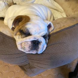 Bulldog Puppies from Winehaus Bulldogs