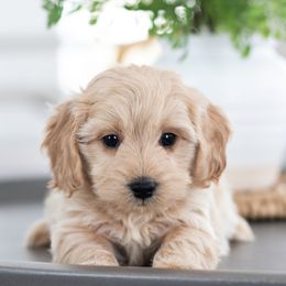 Maltipoo, Shichon, and Shihpoo Puppies from Timbercreek Puppies