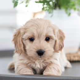 Maltipoo, Shichon, and Shihpoo Puppies from Timbercreek Puppies