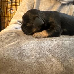 Tri - Black white and tan male Cocker Spaniel puppy in Columbia, South Carolina from Fleur de Lis Cockers- Cuchna Cockers