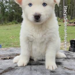 Abigail - White female Siberian Husky puppy in Savannah, Georgia from Stacy's Siberian Huskies