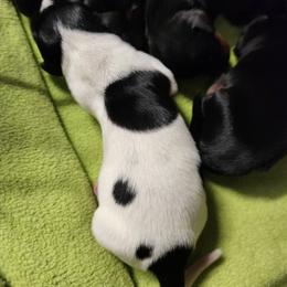 Sprinkles - Piebald female Dachshund puppy in Cedarcreek, Missouri from Cedarcreek Dachshunds