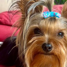 Cade - Yorkshire Terrier