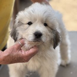 Grey - White and badger male Great Pyrenees puppy in Arroyo Grande, California from Wild Bunch Ranch - Home of Le Patou Great Pyrenees