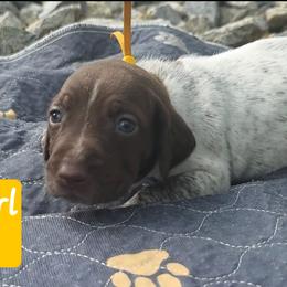 Yellow girl - Liver roan female German Shorthaired Pointer puppy in Dahlonega, Georgia from Pointer Mountain Bird Dogs