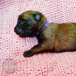Brienne - Fawn female Belgian Malinois puppy in Baltimore, Maryland from Abenteurer German Shepherds & Belgian Malinois