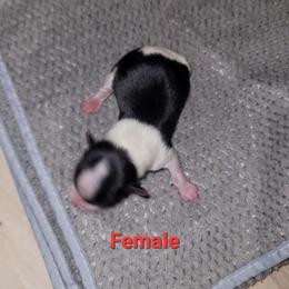 Girl 3 - Parti female Yorkshire Terrier puppy in Adams, North Dakota from Mathiasons Little Barkers