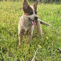 Girl 2 - Red speckled female Australian Cattle Dog puppy in Iowa from OverTime Cattle Dogs