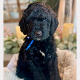 ANTHONY - Black male Goldendoodle puppy in Houston, Texas from Pia’s Doodle Poodle Wag
