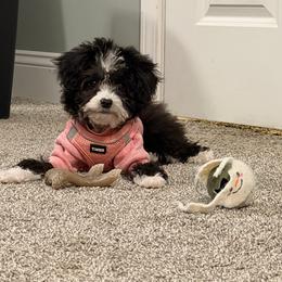 Pepper Tiny girl 3.5lbs - Black female Goldendoodle puppy in Upper Sandusky, Ohio from Rock Run Homestead