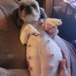 Zaihra - Shih Tzu