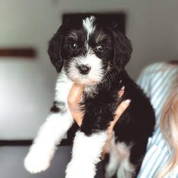 Beach Ball - Tri-color female Bernedoodle puppy in Jackson, Missouri from Pincksten Family Doodles