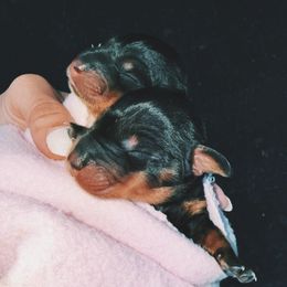 Dachshund Puppies from Libby’s Doxies