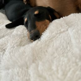 Dachshund Puppies from Little Legs Miniature Dachshunds