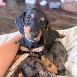 Luis - Black and tan male Dachshund puppy in Ecru, Mississippi from Toddy Kennels