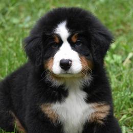 Purple girl - Tri-color female Bernese Mountain Dog puppy in Waukesha, Wisconsin from Bernese Boutique