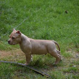 Boy 1 - Fawn male American Bully puppy in Baltimore, Maryland from Weight In Gold Kennels