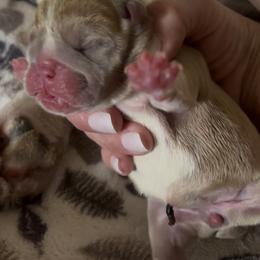 Choco - Chocolate tri-color male Bulldog puppy in Tremonton, Utah from Snuggle Pups