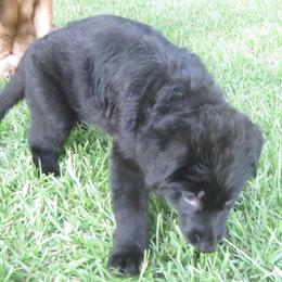 German Shepherd Puppies from V Diamondburg Kennels