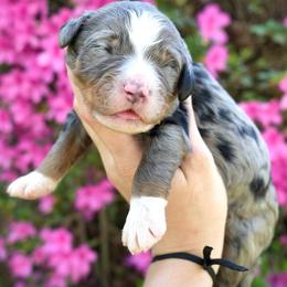 Storm - Merle male Bernedoodle puppy in Folsom, Louisiana from DoodlesFarmCo