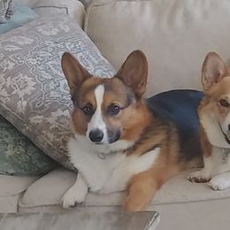 Max - Pembroke Welsh Corgi