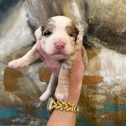 Male 5 - Cream male Cavapoo puppy in Fayetteville, Arkansas from Silver Hill Farm