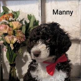 Manny - Brown and white male Sheepadoodle puppy in Berwick, Pennsylvania from Wright’s Wiggle Butts